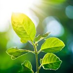 Understanding Photosynthesis: How Plants Convert Light into Energy