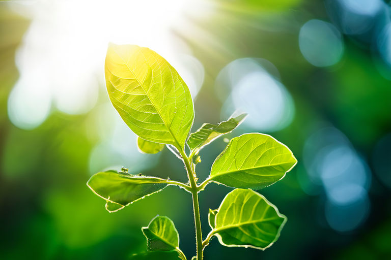 Understanding Photosynthesis: How Plants Convert Light into Energy